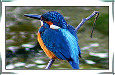 Corbett National Park