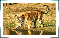 Ranthambore Wildlife