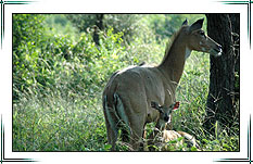 Sariska Wildlife