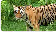 Wildlife Tour